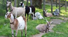 Dairy Goat